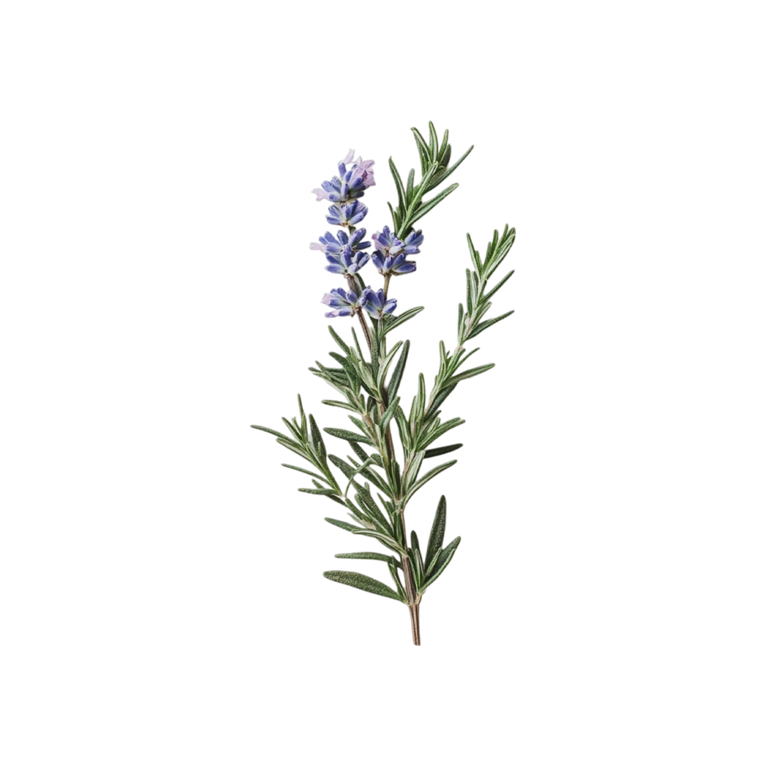 Rosemary Extract — Natural Ingredient in CROWN93 Hair Oil