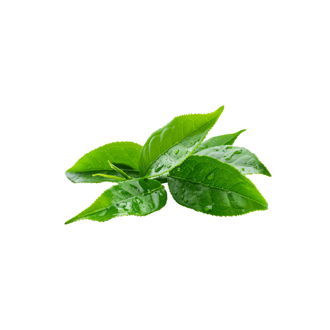 Tea Tree Oil — Scalp Cleansing Natural Ingredient